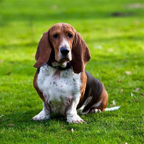 8 Fact About Basset Hounds You Should Consider Before Adopting One