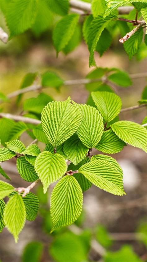 Green Leaves Tree Branches In Blur Background 4k Hd Nature Wallpapers