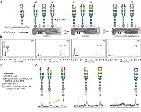 On Phage Two Step Enzymatic Extension Of Bi Antennary N Glycan By