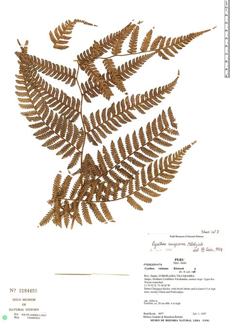 Cyathea Boliviana Rapid Reference The Field Museum