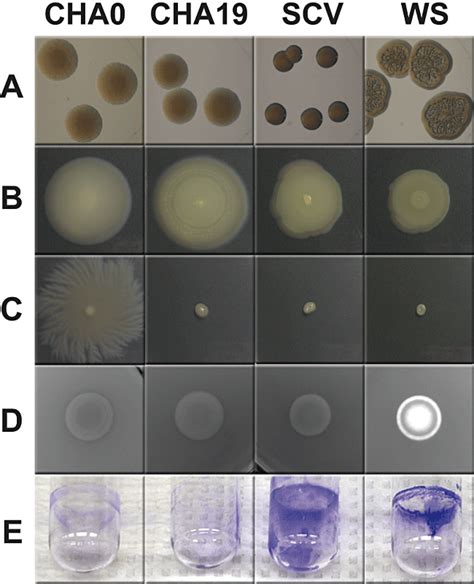 Pseudomonas Fluorescens Colony Morphology