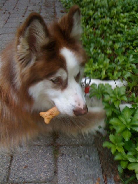 Holden Is A Red And White Alaskan Malamute With A Wonderful Personality