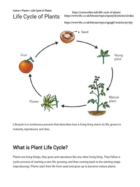 The Five Stages of Plant Life Cycle: A Comprehensive Guide - Riveal