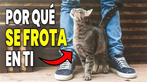 Qué SIGNIFICA cuando un gato SE FROTA EN TI LAS 5 RAZONES DETRAS DE