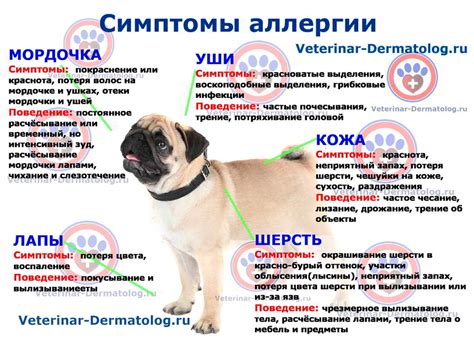 Аллергия у собак высыпания