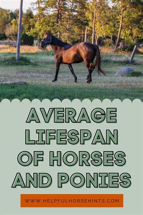 Horse Age Vs Human Age Horse Age Healthy Horses Older Horses