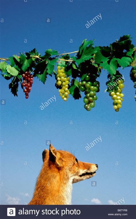 fox  grapes high resolution stock photography  images alamy