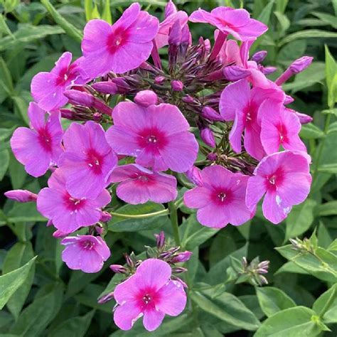 Phlox Eva Cullum Paniculata Group P Pini Res Lepage Bretagne Bord