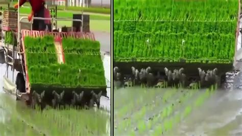 High Technology Planting Rice In The Philippines Youtube