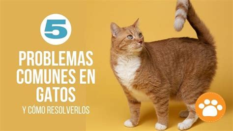 Problemas Comunes En Gatos Y C Mo Resolverlos Gatos Mascotas