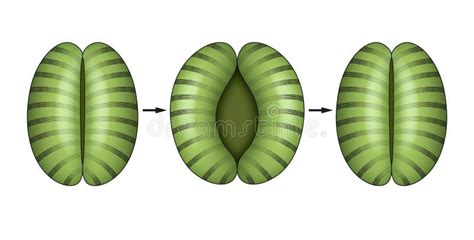 Stomata stock illustration. Illustration of school, botany - 1029072