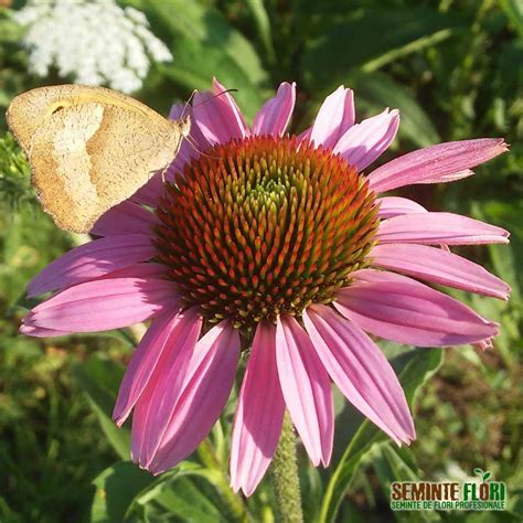 Seminte De Echinacea Purpurea Purple Coneflower Echinacea