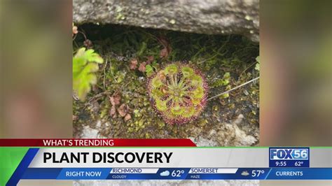 Botanists Discover New Carnivorous Plant In Kentucky Gorge YouTube