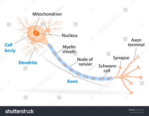 Anatomy Of A Typical Human Neuron. Axon, Synapse, Dendrite, Mitochondrion, Myelin Sheath, Node ...