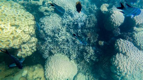 Underwater: New Caledonia coral reef – hughjesse.com: EAT | DRINK | TRAVEL