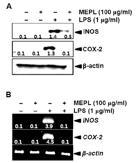 Effect Of Mepl On Lps Induced Inos And Cox 2 Protein A And Mrna B