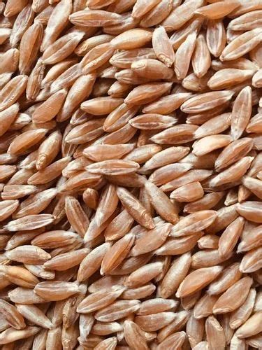 Golden 25 Kg Jave Wheat Khapli Wheat At Rs 69 Kg In Hubli ID