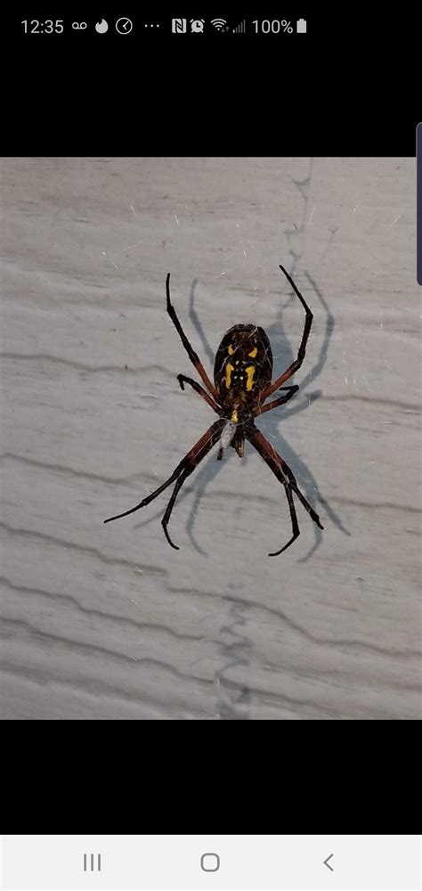 Unidentified Spider In North Dakota United States