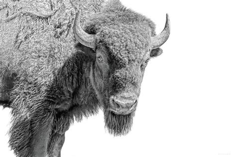 American Bison Black and White Photograph by Jennie Marie Schell - Fine ...