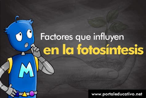 Factores Que Afectan A La Fotosintesis Images