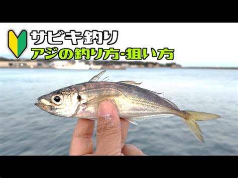 【初心者向け】サビキ釣り「アジ」を狙おう！【アジの釣り方】 ツリアメ 釣りの日はいつも雨 ｜youtubeランキング