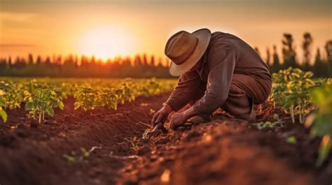 Agricultura Regenerativa Una Alternativa Sostenible Para El Futuro