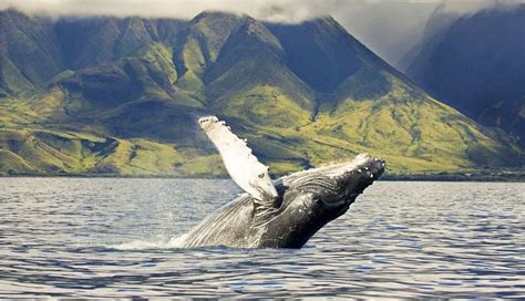 The 3 Best Oahu Whale Watching Tours 2024 Reviews World Guides To