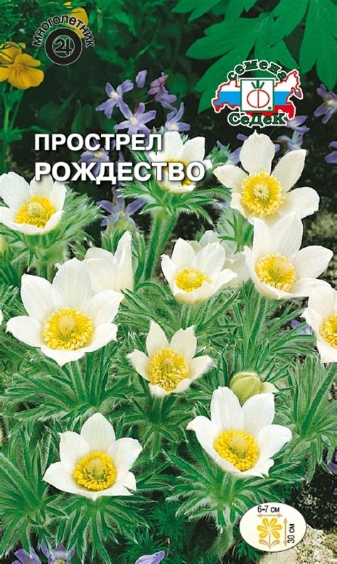 Прострел Рождество,белый0,1Седек цветы многолетние Наш сад, пакеты ...