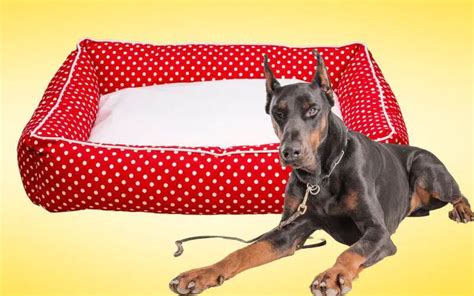 Las Mejores Camas Para Perros Grandes Perro Doberman