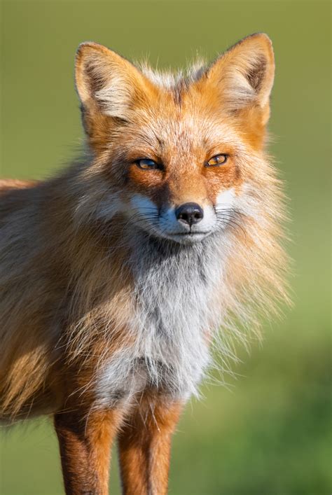 Fantastic Mrs Fox Cattle Point San Juan Island Washington Craig