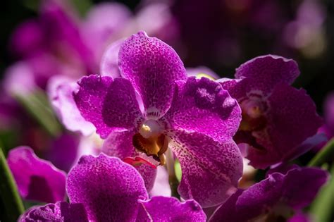 Orchideen Blumen Lilane Kostenloses Foto Auf Pixabay Pixabay