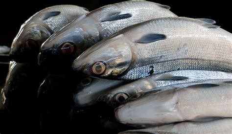 Free Images : fish, close up, eyes, silver, vertebrate, fishmarket ...