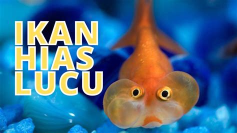 Top Info Gambar Ikan Lucu, Gambar Keramik