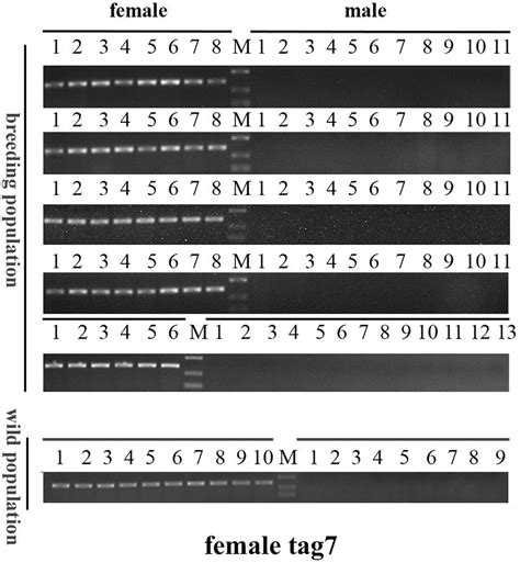 Frontiers Identification Of Sex Specific Markers Through 2b Rad