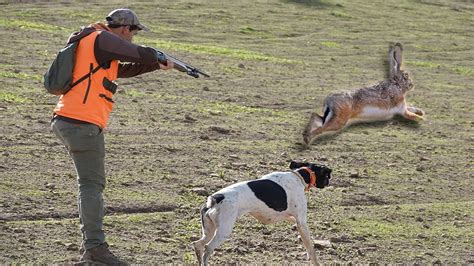 Chasse Perdrix et lievre avec chien d arrêt Partridge Hunting Saison