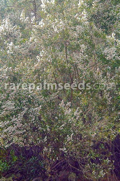 Erica Arborea Bruy Re Arborescente Acheter Des Graines Sur