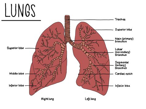 Lung Anatomy Labelled Etsy