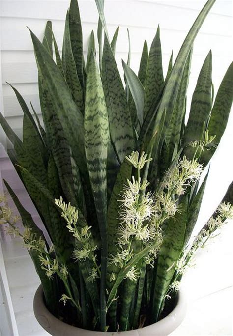 Mother in Law Tongue Plant - Etsy