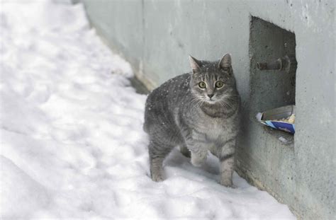 How to Care for Feral Cats During the Winter