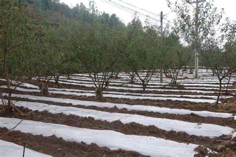 织金县大平乡：秋冬种植正当时，油菜苗移栽忙腾讯新闻