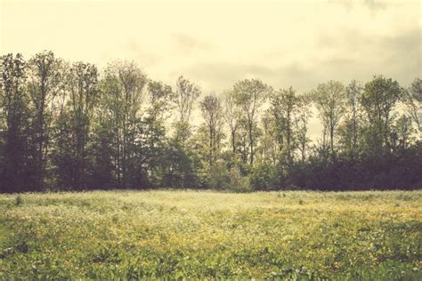 Images Gratuites paysage arbre la nature forêt herbe plante