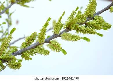 Amla Flower: Over 317 Royalty-Free Licensable Stock Photos | Shutterstock