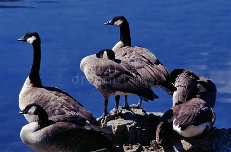 Canada Goose Stock Image Image Of Rest Wetlands Goose 7638791