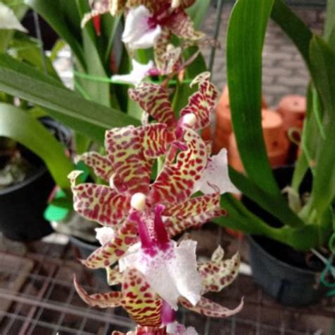 Anggrek Oncidium Guann Shin Diamond Lazada Indonesia