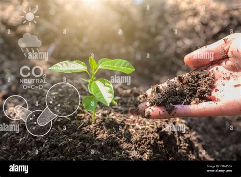 Hand Planting Trees With Technology Of Renewable Resources To Reduce