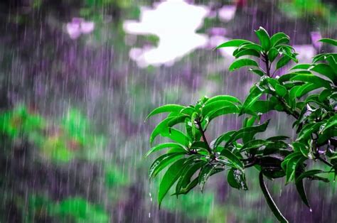 Cómo se llama el olor a lluvia Aquí te decimos