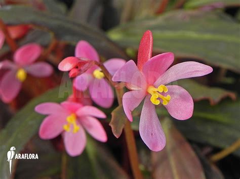 Araflora Exotic Flora And Mehr Begonia X Marobogneri