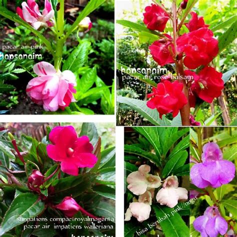 Jual Tanaman Pacar Air Impatiens Bunga Merah Tumpuk Pink Ungu 20 35cm