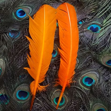 Wholesale colorful goose feathers 120pcs/lot 25 30cm orange quills ...