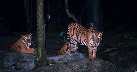 Experience Singapore Night Safari With Tram Ride Best Price